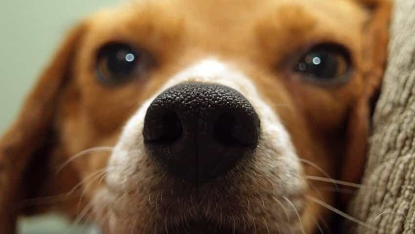 Beagle chien race conseils et astuces sur sa santé et son alimentation