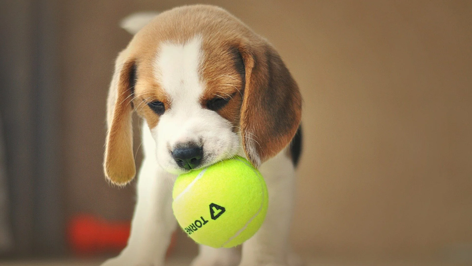 Le Beagle peut il vivre en appartement Ou faut il une maison