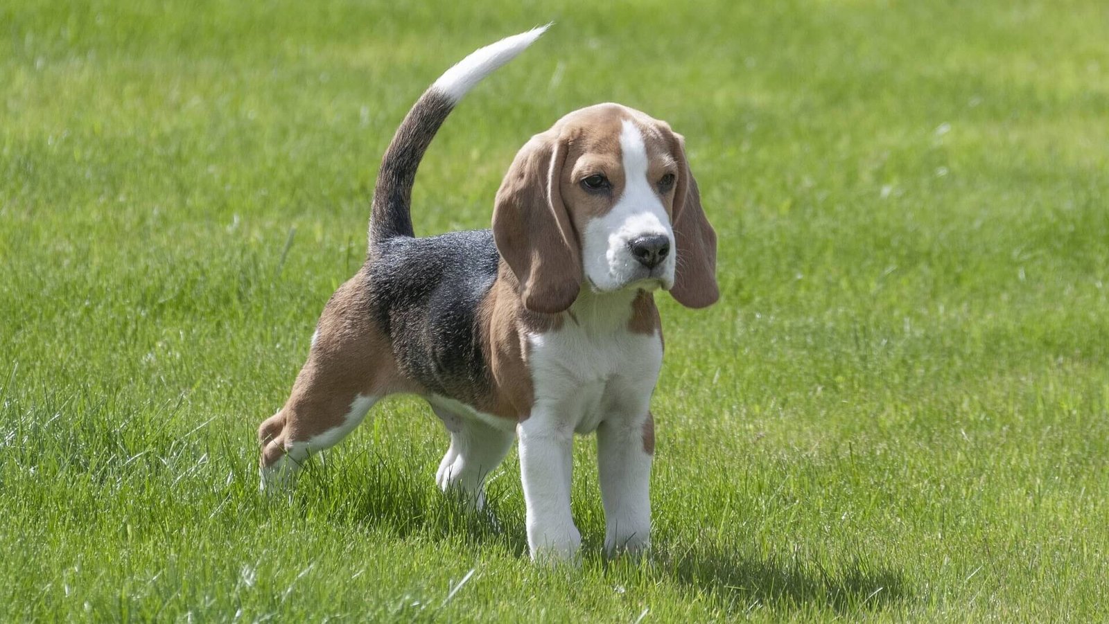 un chien beagle